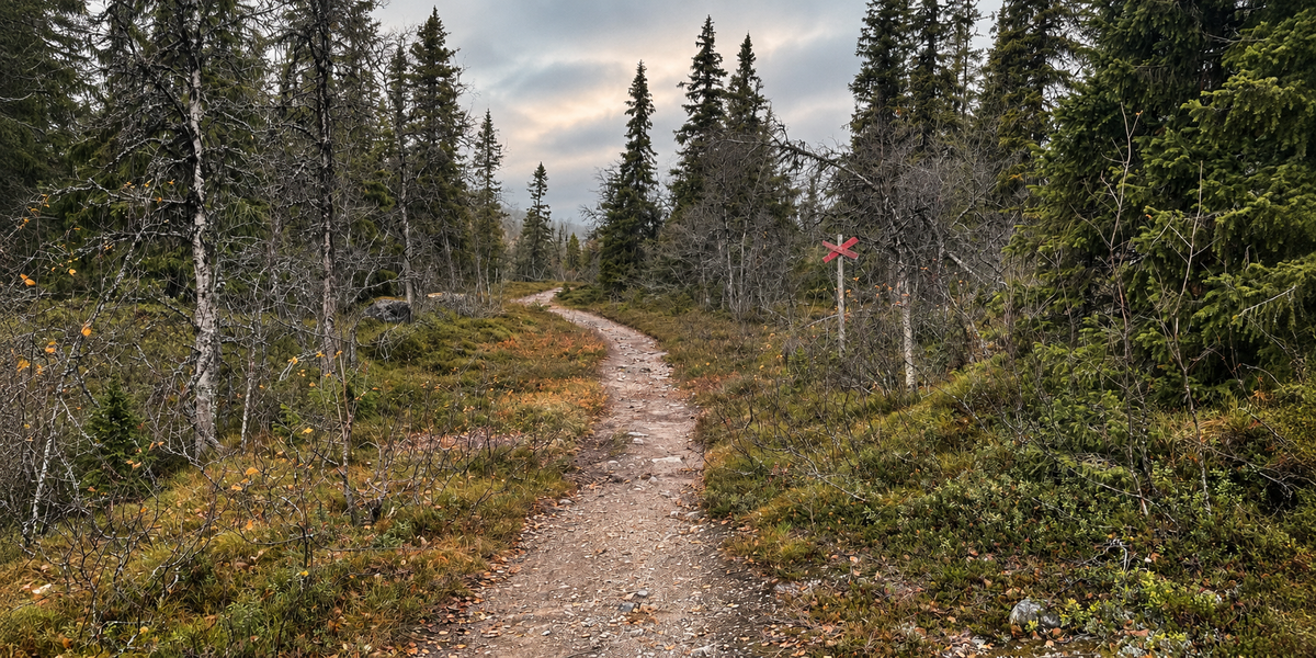 Stig genom fjällnära skog med ett rött ledkryss